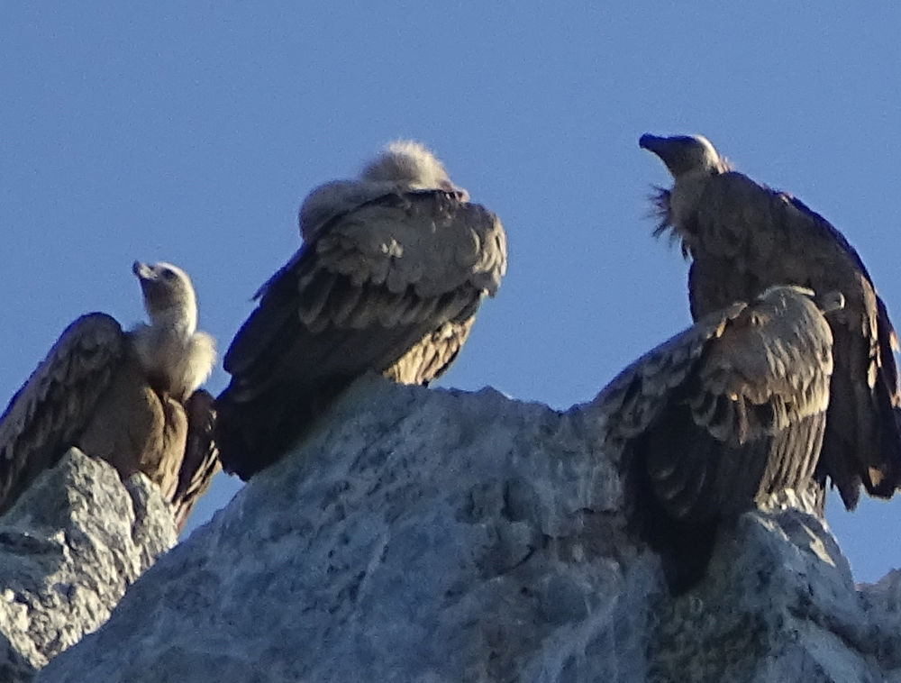 Alcuni grifoni delle centinaia osservati nel Parco di Monfrague.